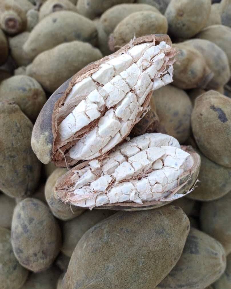 Whole baobab fruit pod opened to reveal its naturally dried pale pulp