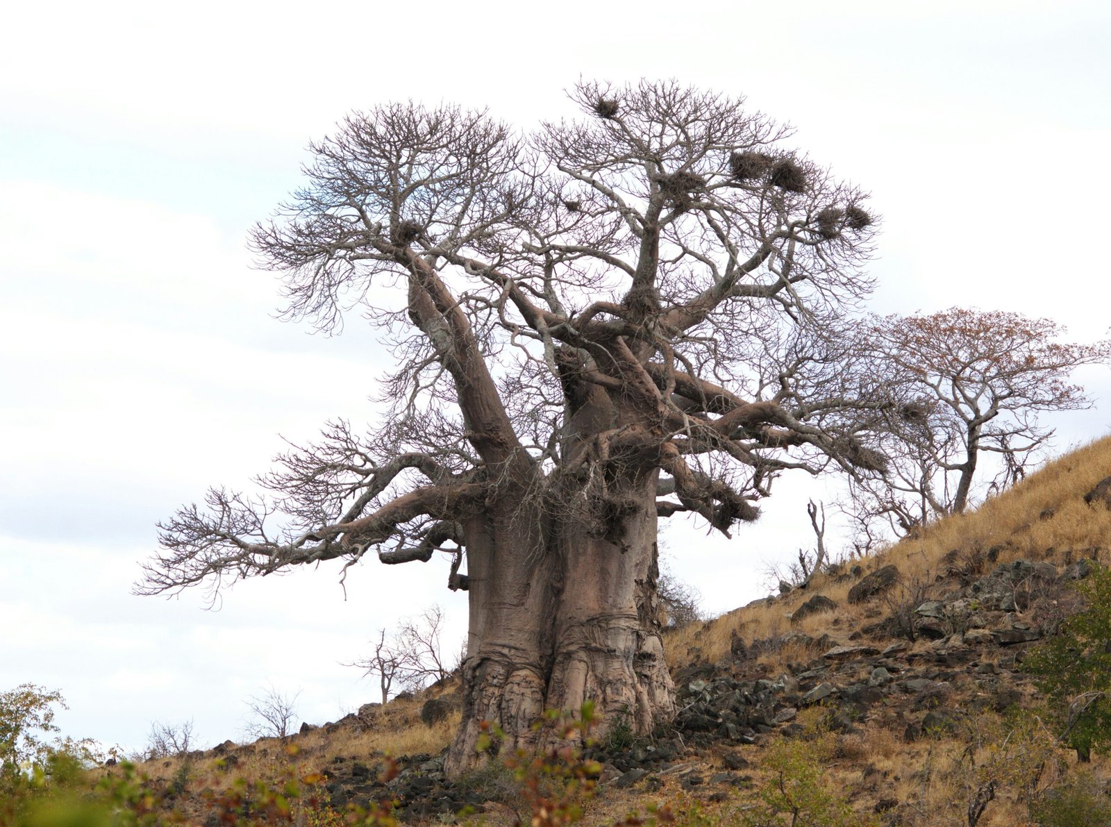 Baobab tree in Tanzania
