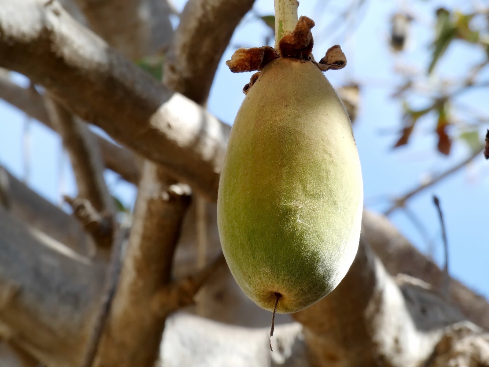 Close-up of baobab fruit