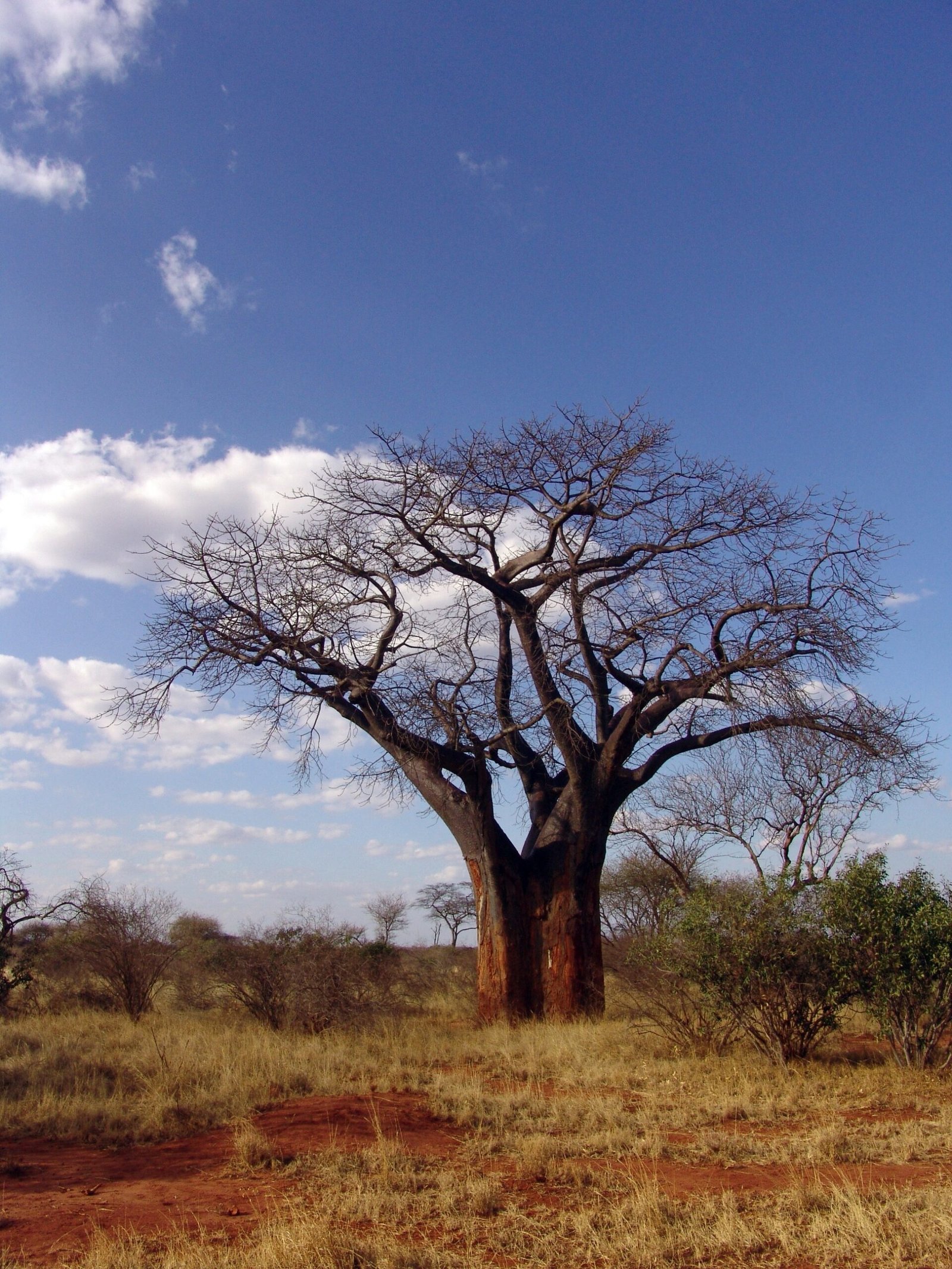 Baobab tree standing in the landscape
