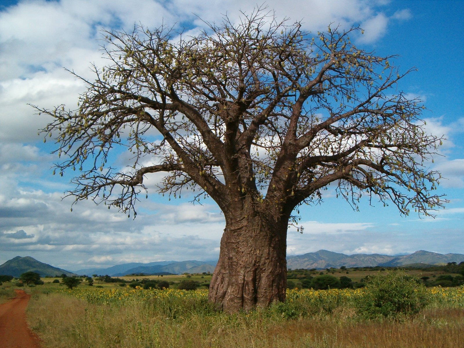 Ancient baobab tree standing in the African landscape