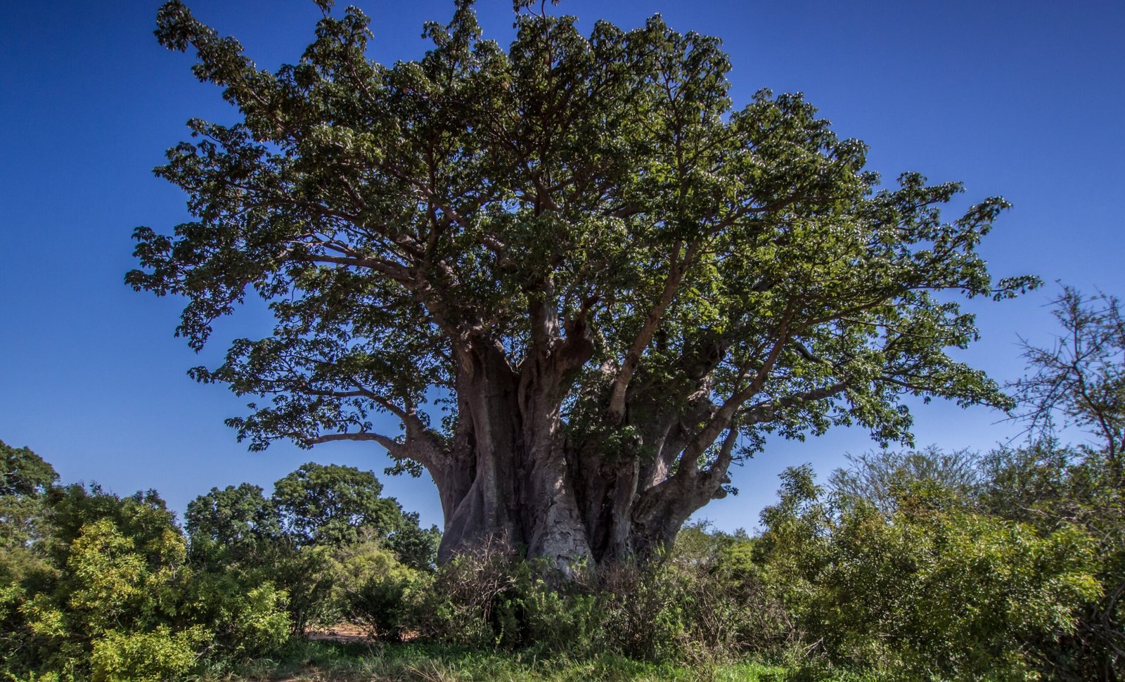 A mature baobab tree with a broad green canopy beneath a clear blue sky.