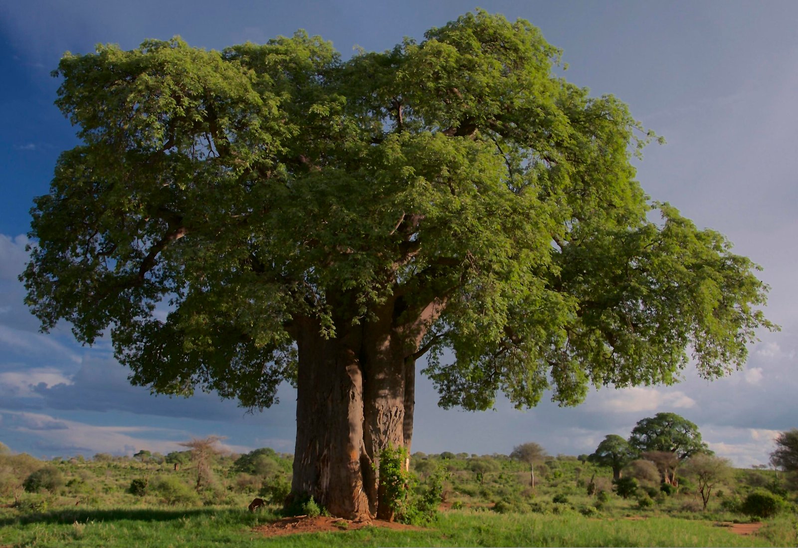 Baobab trees across an open Tanzanian landscape beneath a wide, pale sky.