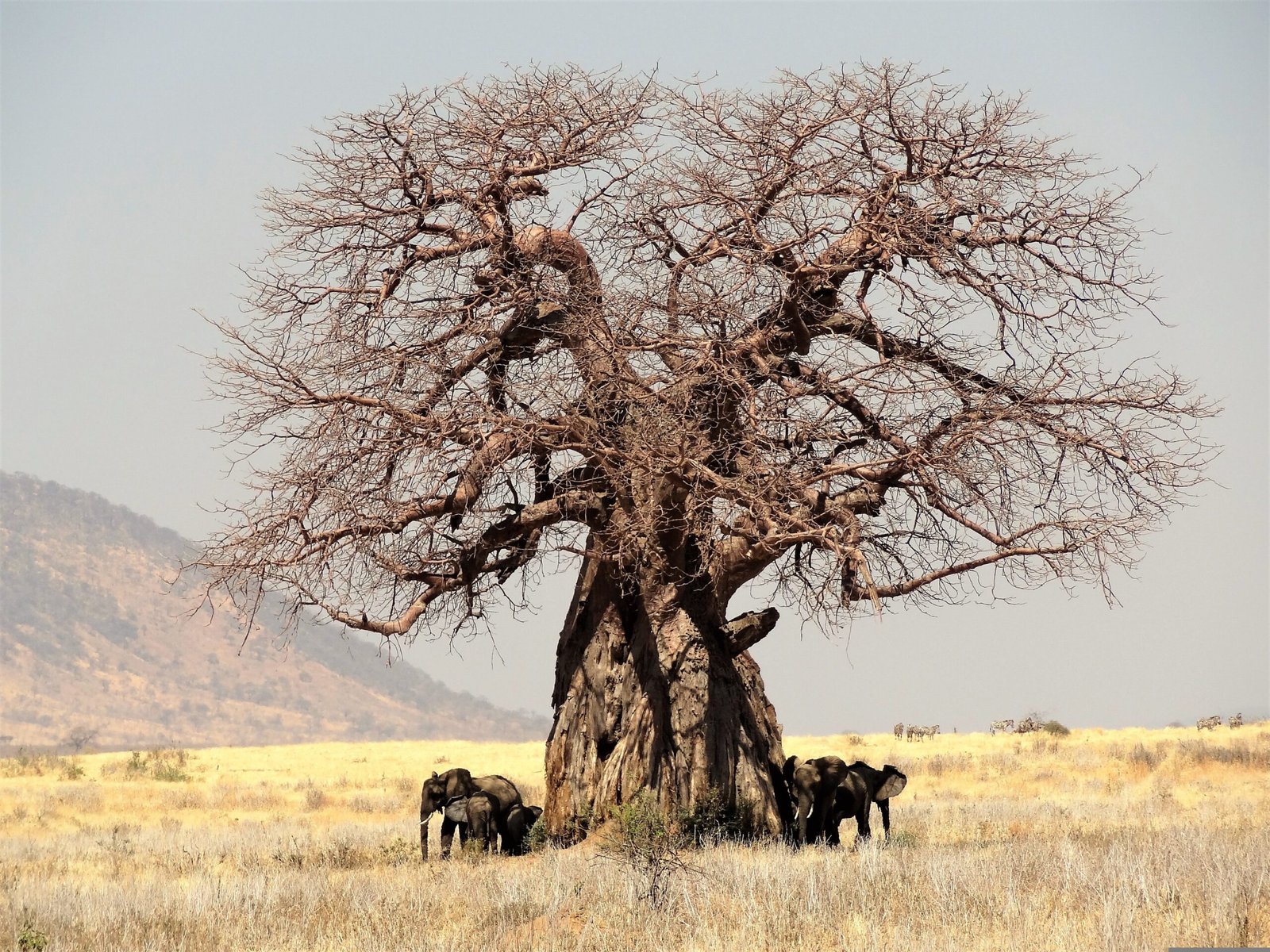 A baobab tree landscape in Africa